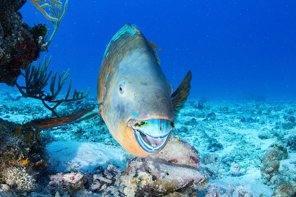 Cozumel 2026 Trip Payment
